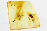 Detailed Fossil Fungus Gnat and Gall Midge in Baltic Amber #315350-1